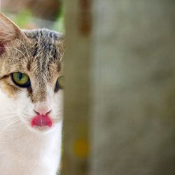 Close-up portrait of cat