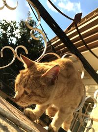 Low angle view of cat against sky