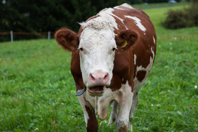 Portrait of cow on field