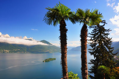 Palm trees by lake against sky