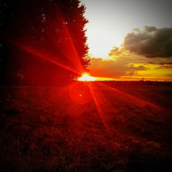 Sun shining through trees