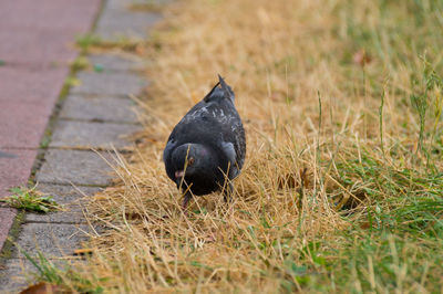 High angle view of pigeon on grassy field