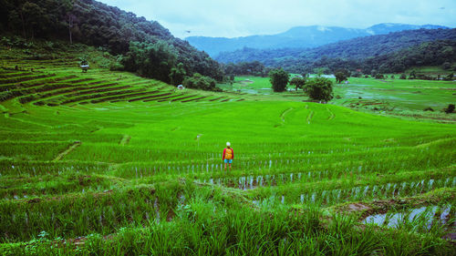 Man standing in agricultural field