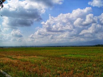 Scenic view of agricultural field against sky