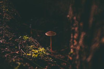 Close-up of mushroom growing on field