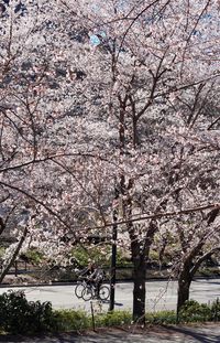 Low angle view of flower tree against sky