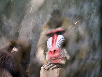 Close-up of bored monkey mandrill 