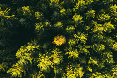 Full frame shot of yellow flowering plants