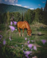 Horse standing in a field