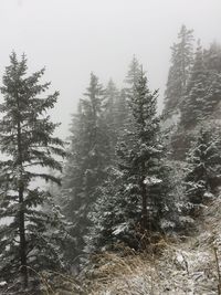 Pine trees in forest during winter