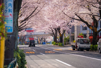 Cherry blossom on road in city