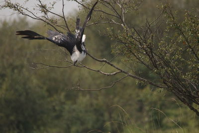 Close-up of bird flying against tree