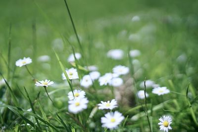 Close-up of white flowering plants on field