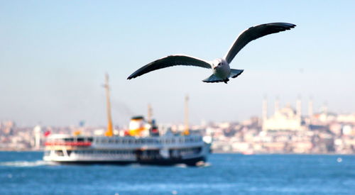 Seagull flying over sea against sky