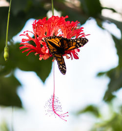 Close-up of butterfly pollinating on flower