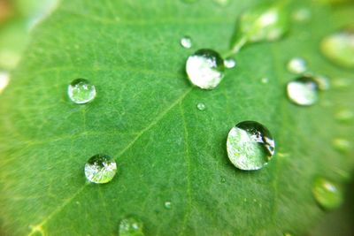 Full frame shot of raindrops on green leaves