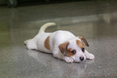 Close-up of dog resting