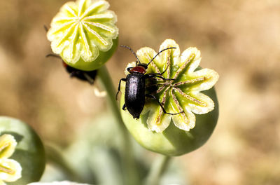 Close-up of insect on fruit