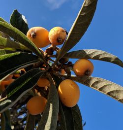 Fruits and sky