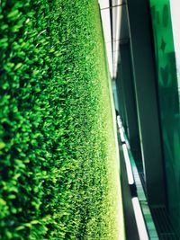 Close-up of green car window