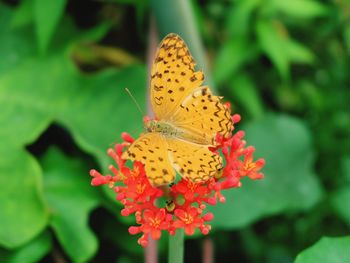 Close-up of butterfly pollinating on flower