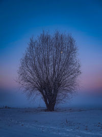 Bare tree on snow covered field against sky