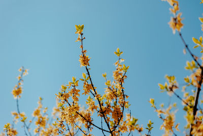 Low angle view of cherry blossom against blue sky