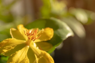 Close-up of yellow flowering plant