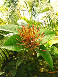 Close-up of plant