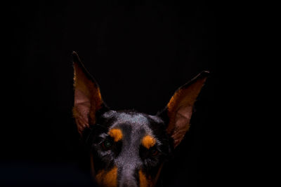 Close-up of dog over black background