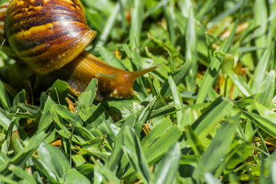 Close-up of snail on grass