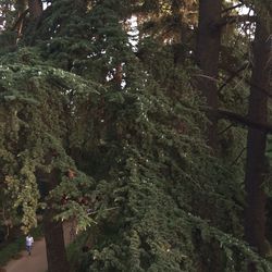 Narrow footpath amidst trees