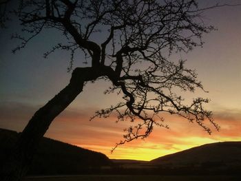 Silhouette tree against sky during sunset