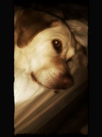 Close-up of dog