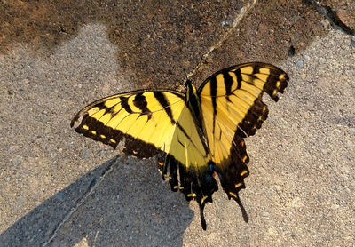 High angle view of butterfly on road