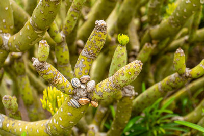 Close-up of fresh green plant