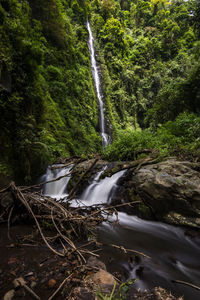 Scenic view of waterfall in forest