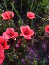 Close-up of pink flowers