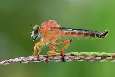 Close-up of dragonfly on twig