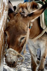 Close-up portrait of a horse