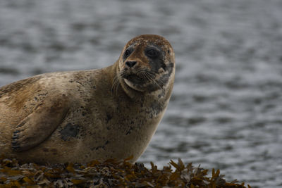 Close-up of an animal