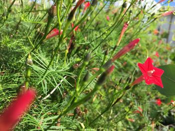 Close-up of red plant