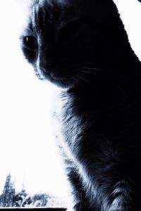 Close-up portrait of a cat