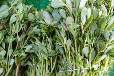 Full frame shot of fresh green plants