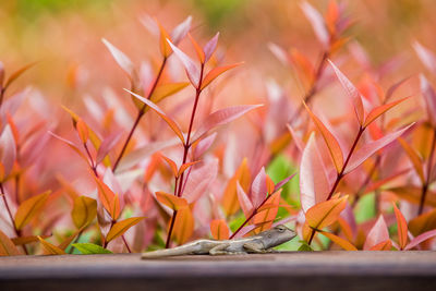 Close-up of autumn leaves