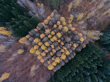 Full frame shot of autumn leaves