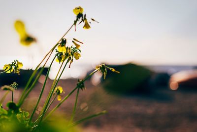 Close-up of yellow flower