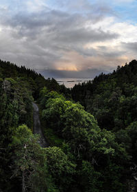 Scenic view of forest against sky during sunset