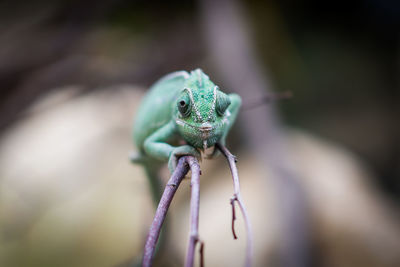 Close-up of chameleon