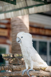 Close-up of parrot perching on wood